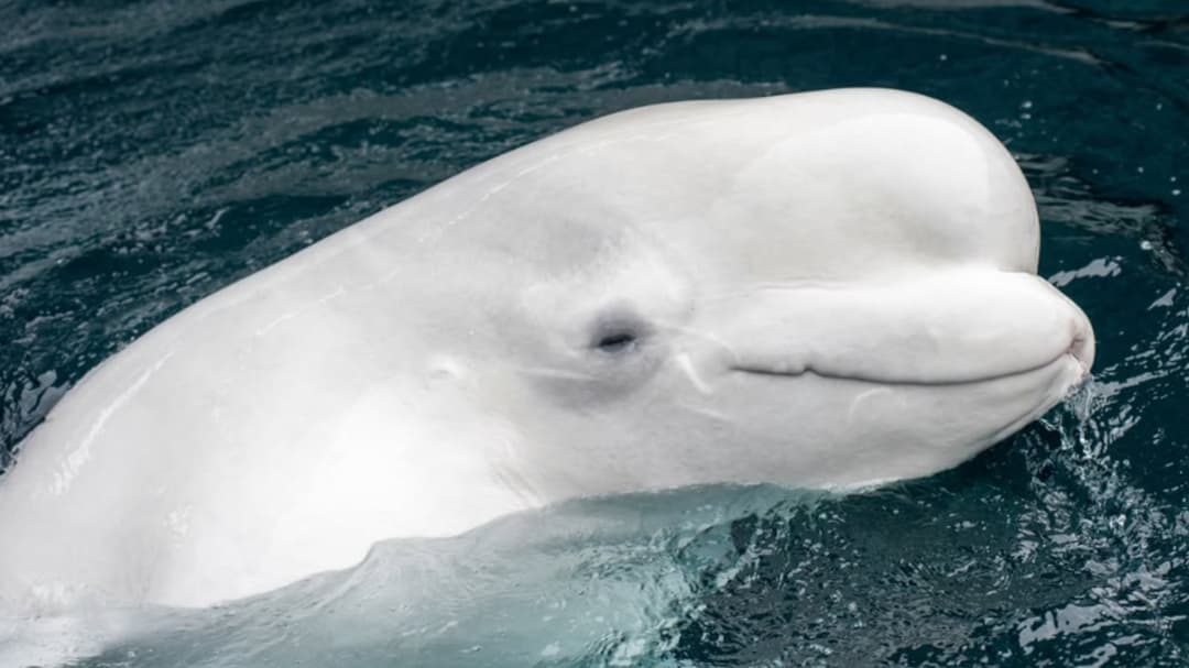 Aprueban el rescate de 30 belugas atrapadas dos a?os en un parque cerrado