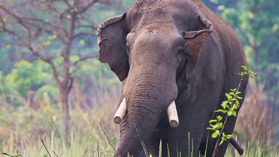 Elefante vinculado a 25 muertes vuelve a atacar a una misma familia durante años