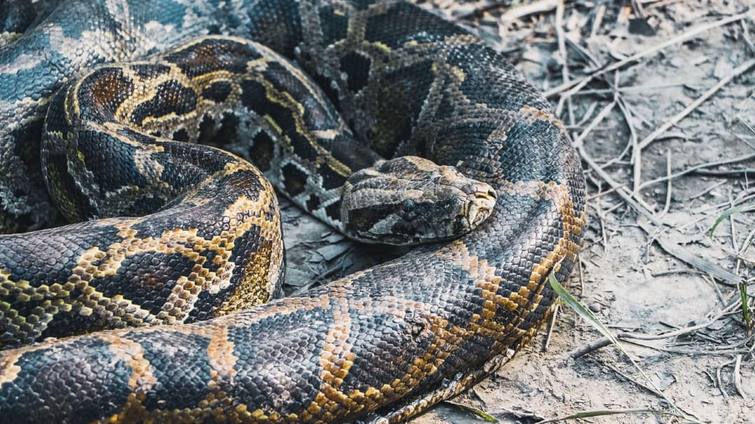 Florida restaurant is giving away gratis “python pizza” if you catch the snake