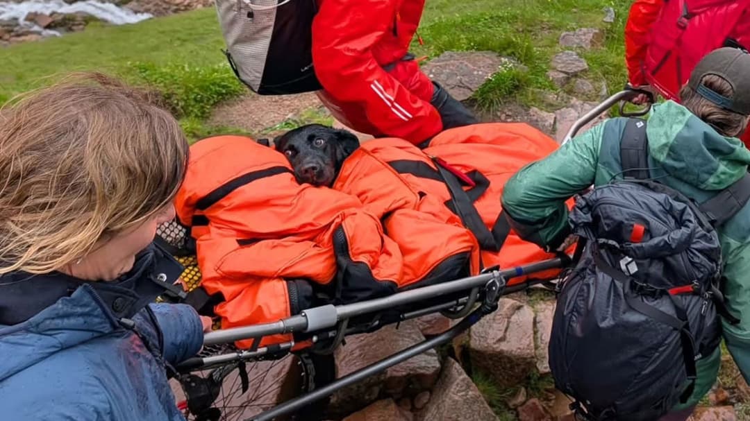 Historia viral del día: Labrador