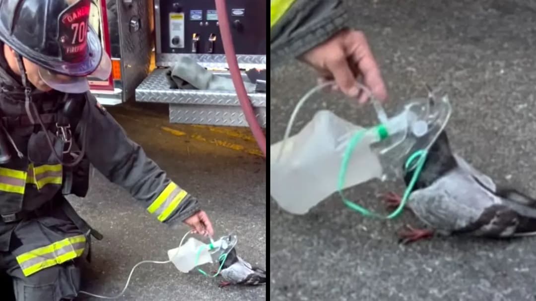 Firefighters: nuevo caso dentro de Entretenimiento