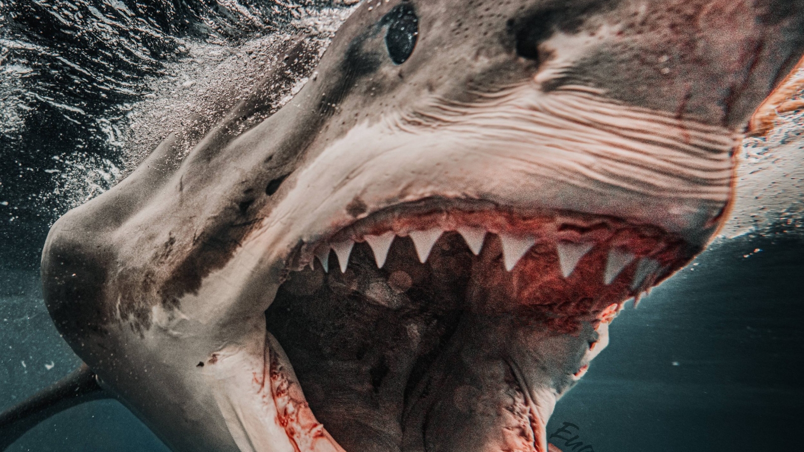 Atlantic’s largest ever male great white shark emerges near busy East coast vacation spot