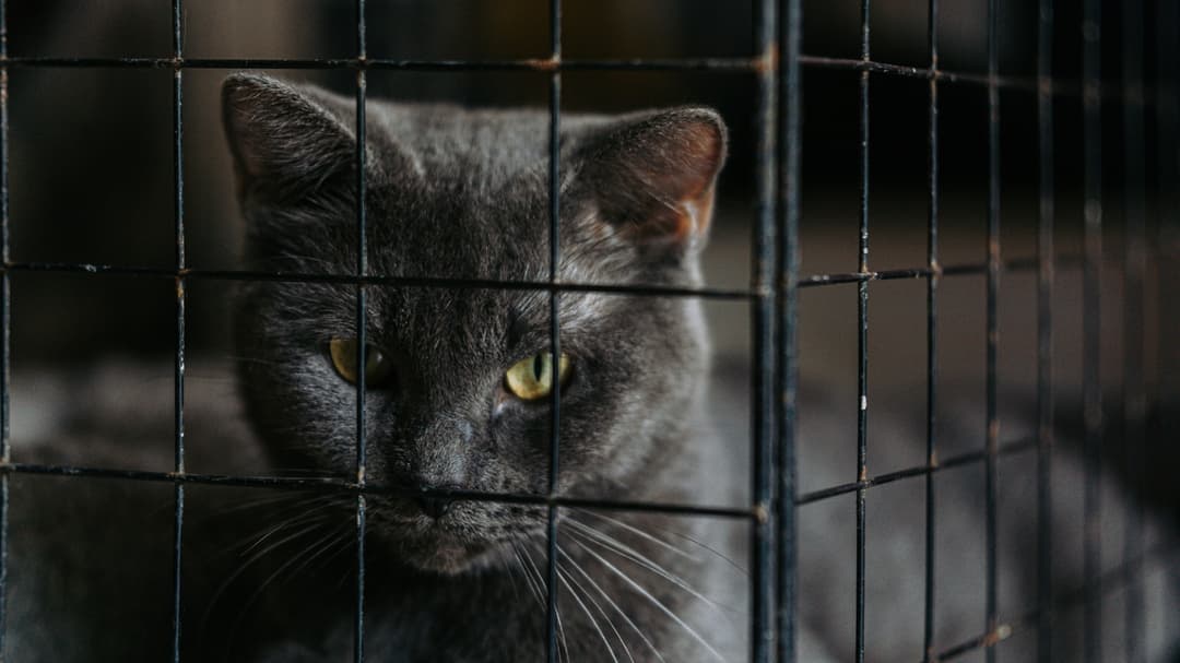 Mujer de 77 años arrestada por acaparar 92 mascotas en su hogar