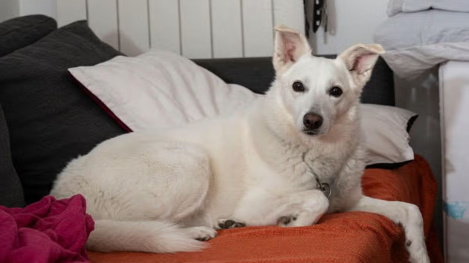 Perro héroe muere protegiendo a niño de 2 años y padre de ataque de lobo