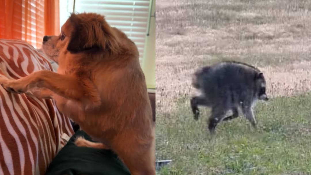 Perro con "síndrome de columna corta" se vuelve viral tras Jimothy