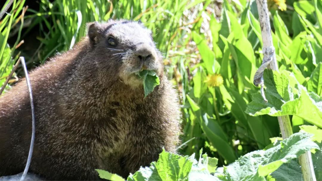Investigadores lanzan 'OnlyMarms' después de que recortes de fondos afectaron proyecto de marmotas