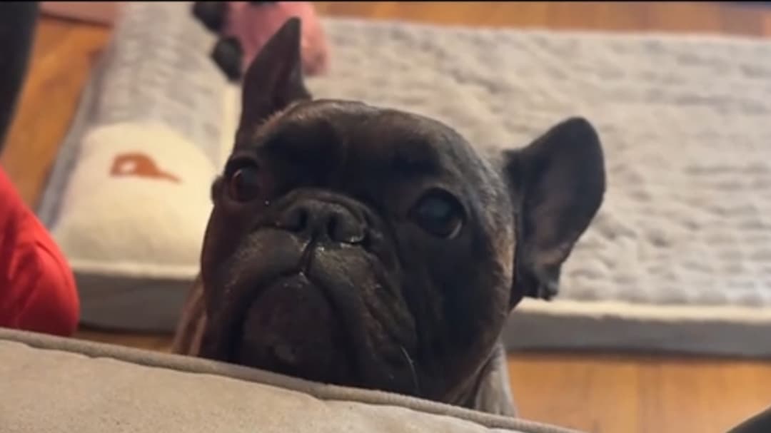Un tiktoker lanza las cenizas de su perro al espacio con un juguete de Toy Story