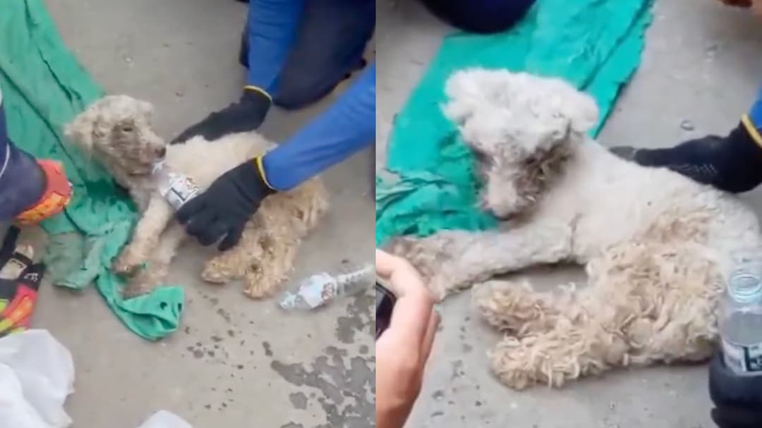 Perro encontrado vivo después de sobrevivir 29 días atrapado bajo escombros de terremoto