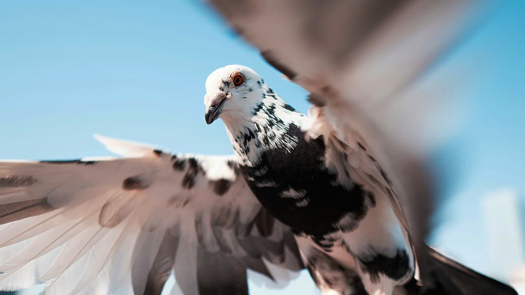 Hombre misterioso causa caos en Australia al alimentar a los pájaros a medianoche