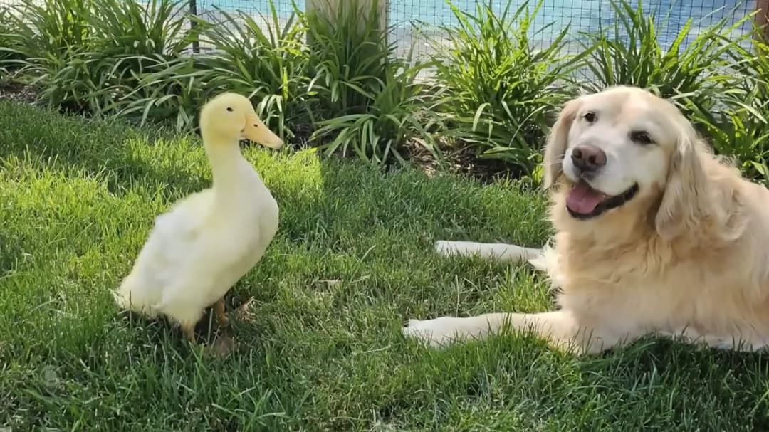 Una inusual amistad entre un perro y un pato ayuda a la recuperación de un perro enfermo