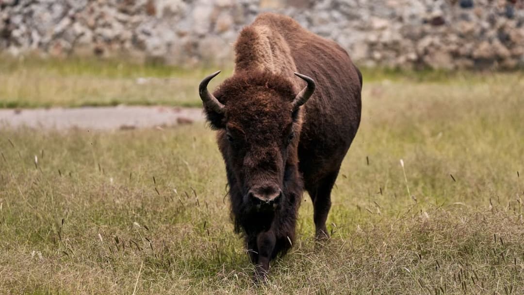 Yellowstone staff confirm they won’t kill bison tras viral attack on tourist